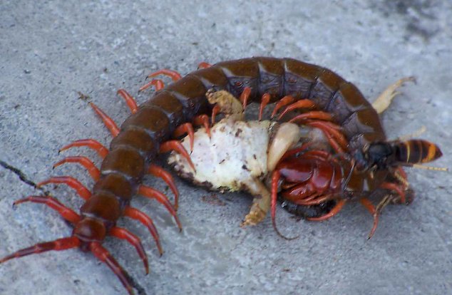 蜈蚣喜欢吃什么