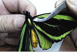 蝴蝶标本的制作过程