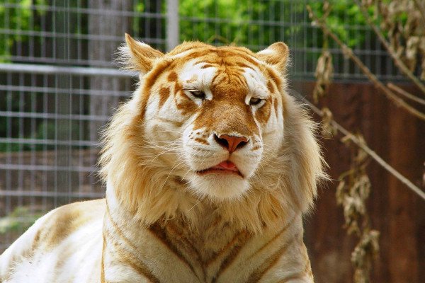 作为狮子和狮虎兽杂交的后代，狮狮虎兽的外貌有何特点？