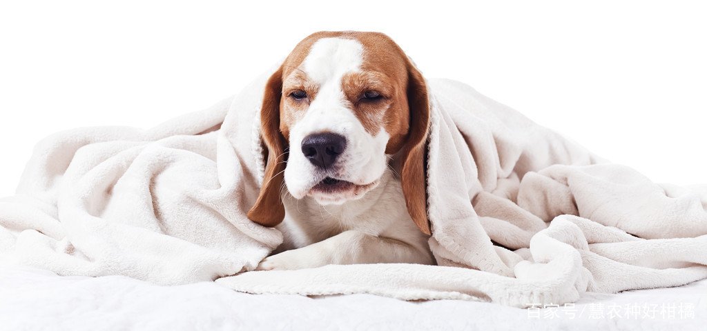 狗狗打喷嚏是怎么了?