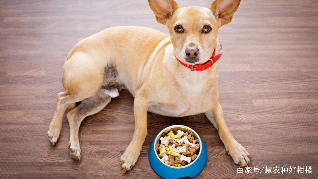 狗狗打喷嚏是怎么了?