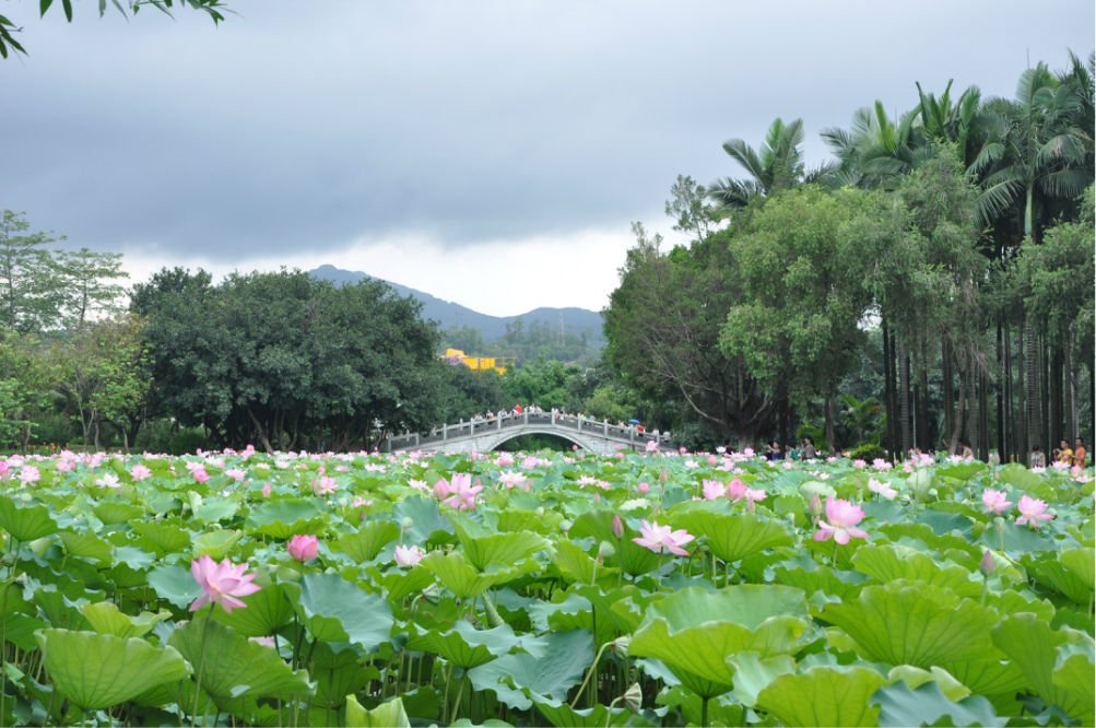 深圳洪湖公园荷花什么时候开？