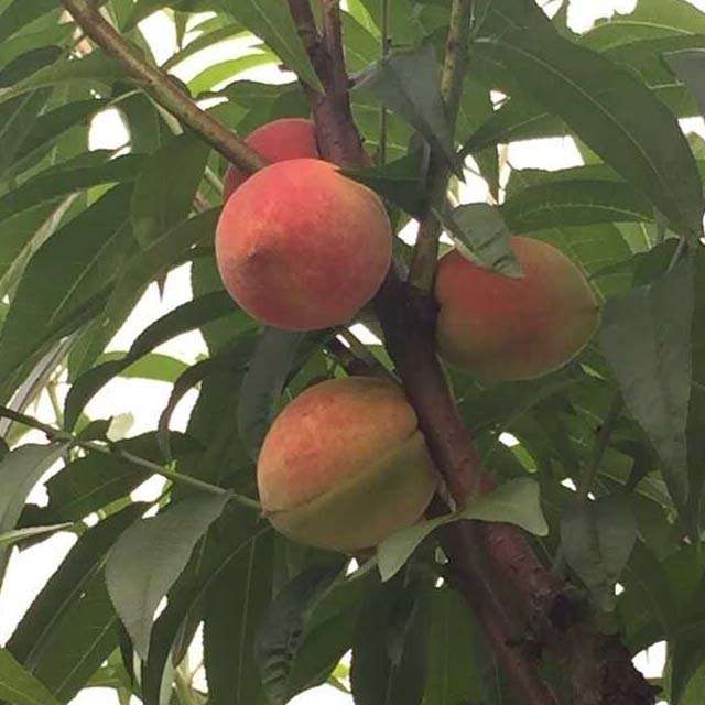 穆阳水蜜桃的市场分析