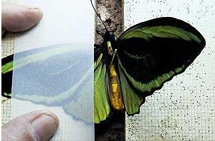 蝴蝶标本的制作过程