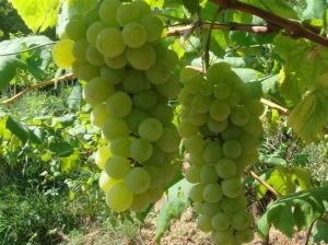 水晶葡萄树是什么样子的？