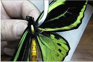 蝴蝶标本的制作过程