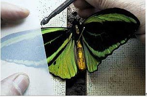 蝴蝶标本的制作过程