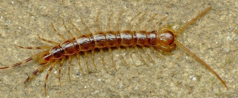 蜈蚣喜欢吃什么