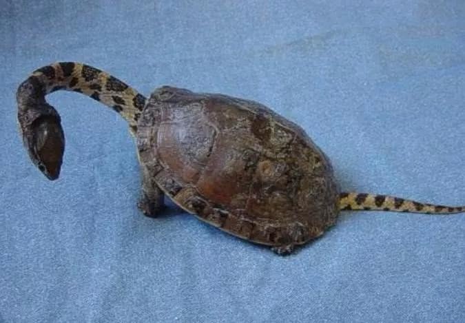 白虎，朱雀，玄武.玄武是什么动物啊，这四个怎么由