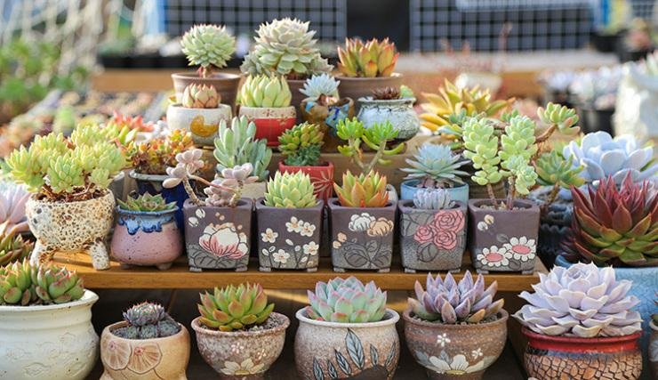 夏季多肉小苗应该如何浇水？需要每天浇水吗？