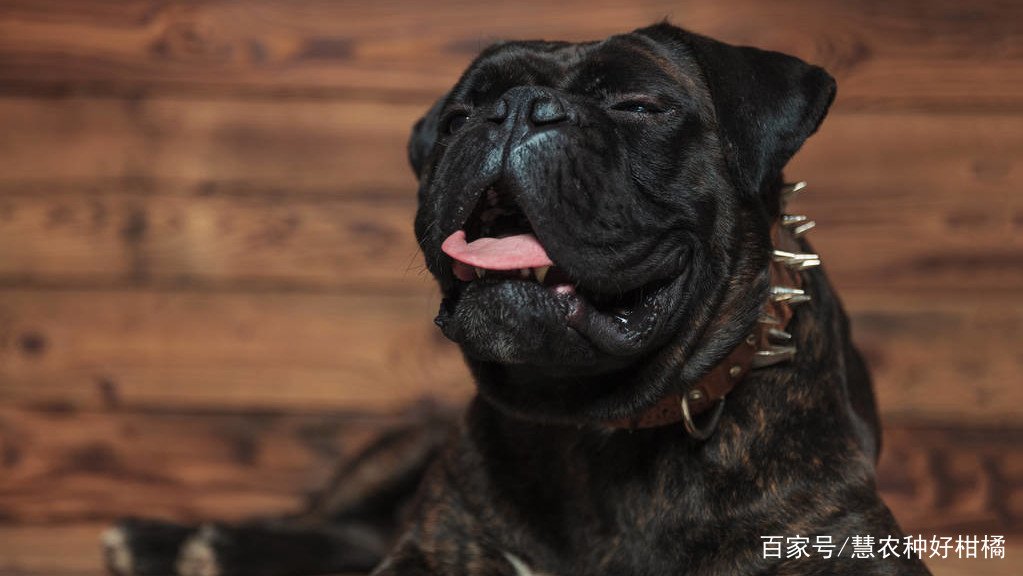 狗狗打喷嚏是怎么了?