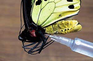 蝴蝶标本的制作过程