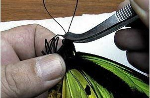 蝴蝶标本的制作过程