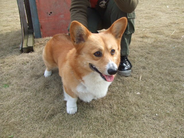 威尔士柯基犬多少钱啊