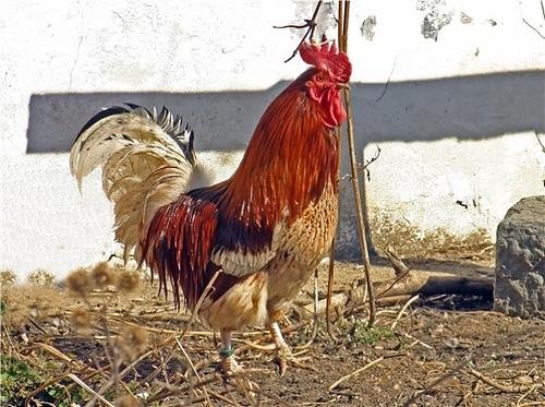 大公鸡的尾巴有什么用处