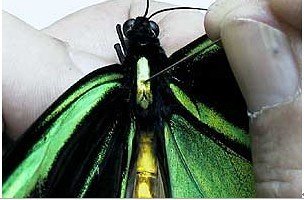 蝴蝶标本的制作过程