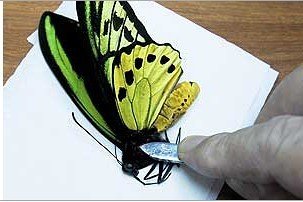 蝴蝶标本的制作过程