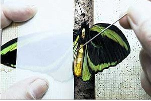 蝴蝶标本的制作过程