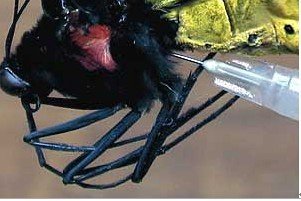 蝴蝶标本的制作过程