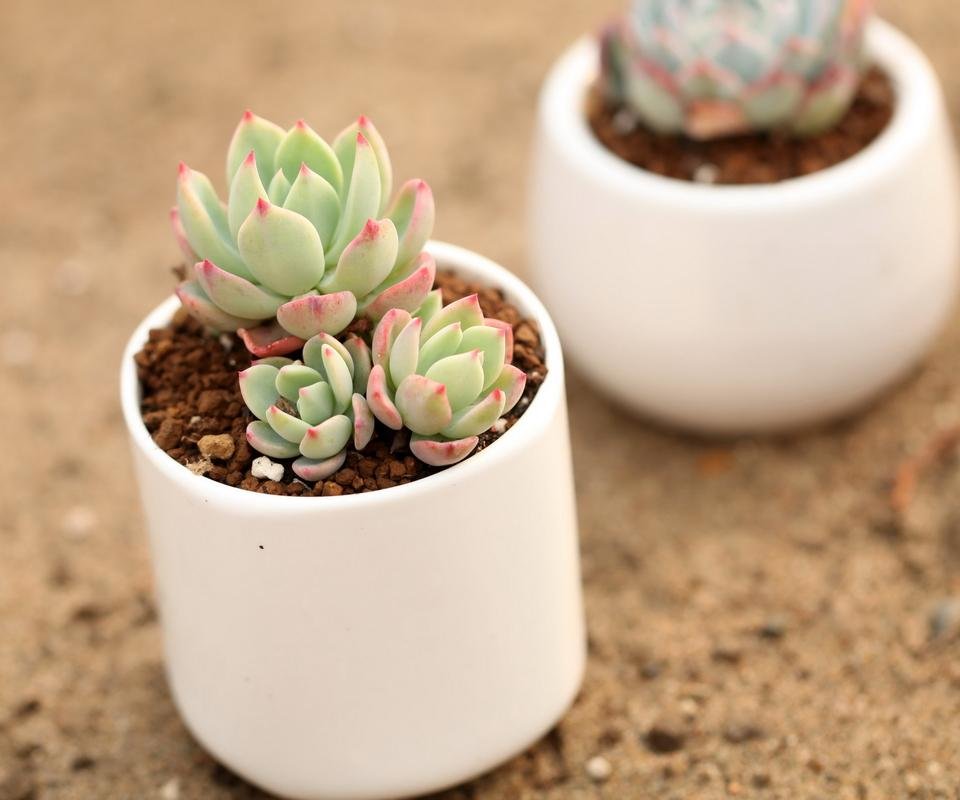 夏季多肉小苗应该如何浇水？需要每天浇水吗？