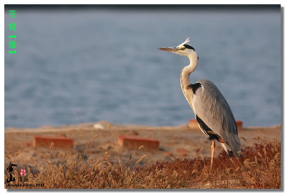 涉禽的外形特征