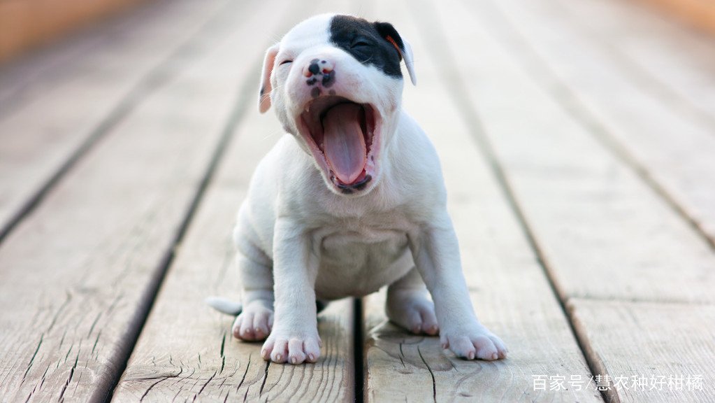 狗狗打喷嚏是怎么了?