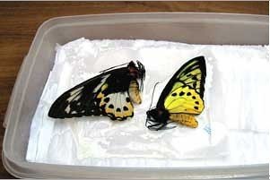 蝴蝶标本的制作过程
