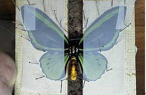 蝴蝶标本的制作过程