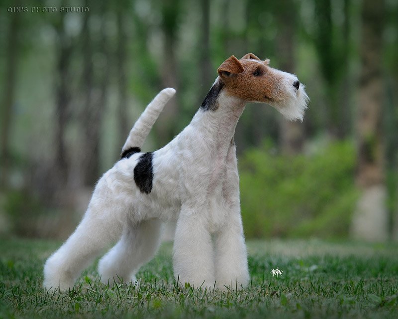 猎狐犬和雪纳瑞的区别？