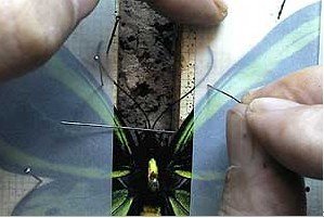 蝴蝶标本的制作过程