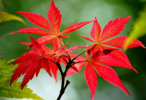 红枫树价格是多少？