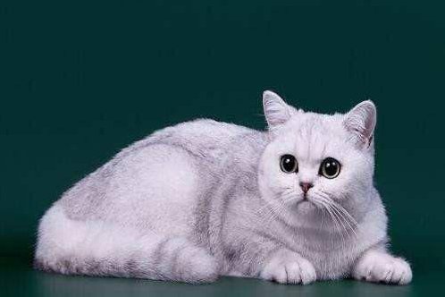 一般英短银渐层猫咪的价格大约是多少?