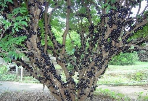 树葡萄长什么样子