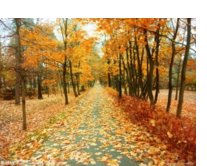 描写秋天落叶的好段，100字左右，快！！！