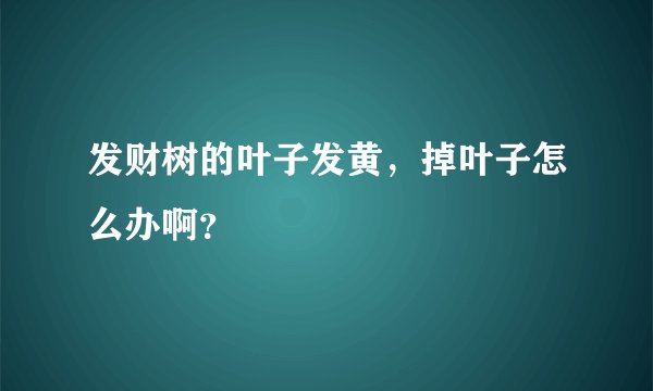 发财树的叶子发黄，掉叶子怎么办啊？
