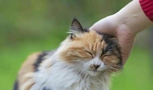 红星照耀中国邵力子什么样的人