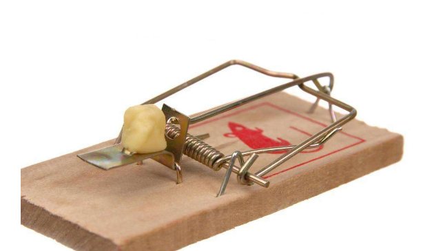 家中有老鼠怎么办？