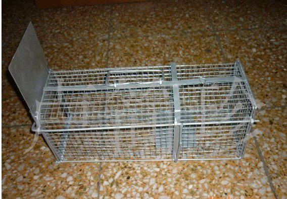 家中有老鼠怎么办？