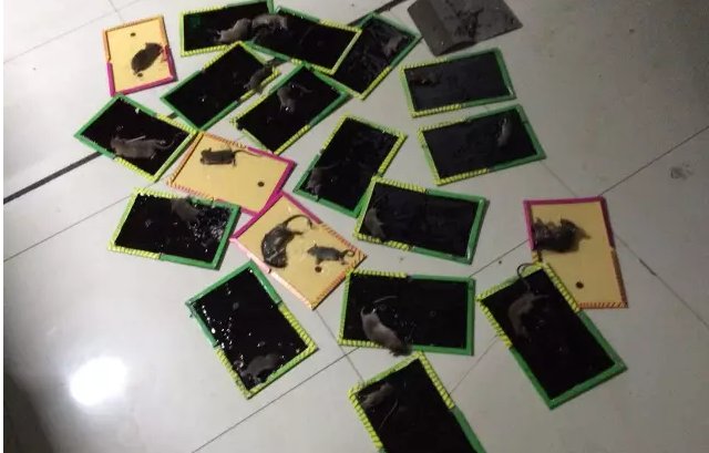 家中有老鼠怎么办？