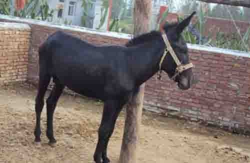 乌头驴的提高繁殖力