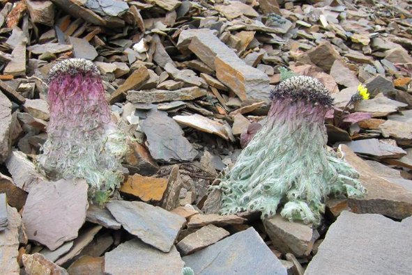 《极限挑战》嘉宾摘了什么国家二级保护植物？