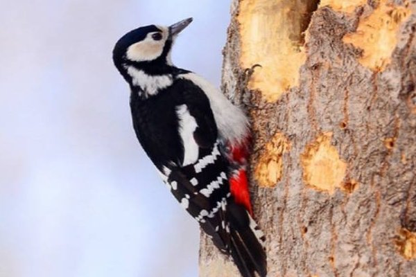 啄木鸟是益鸟还是害鸟