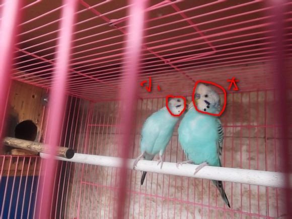 请教大家，大头虎皮和小头虎皮鹦鹉有什么不同，请大家说详细点，最好有图片，在这谢了