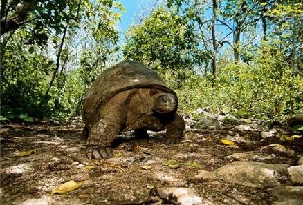 塞舌尔象龟的饲养