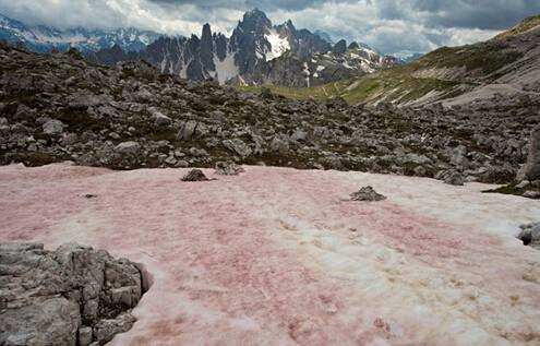 南极又出现西瓜雪，西瓜雪的形成原理是什么？