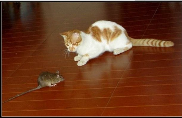 家中有老鼠怎么办？