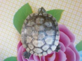 请问乌龟壳发白怎么回事？