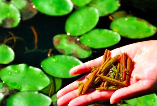 莼菜跟睡莲有啥关系和区别