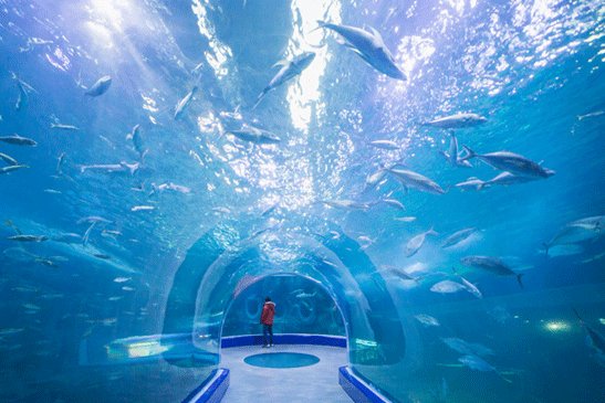 手机热播网里面有韩剧吗？