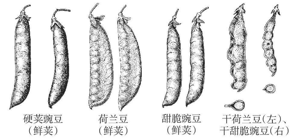 豆的种类有哪些？